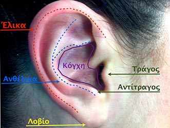 Η δομή του αυτιού (κόγχη, έλικα, ανθέλικα, τράγος, αντιτραγος, λοβίο)